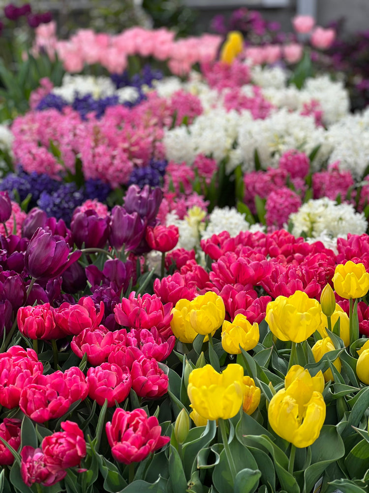 Easter Flowers