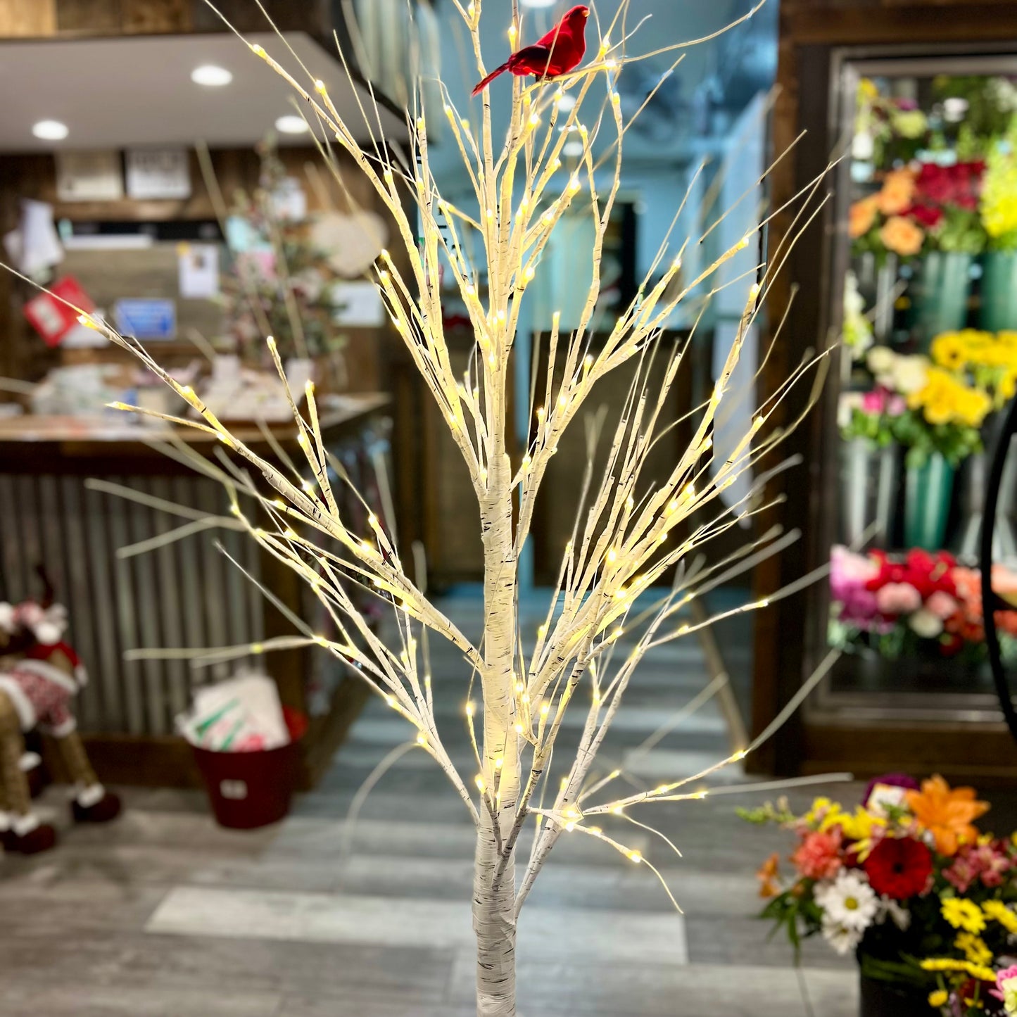 Birch Tree Light with Cardinal