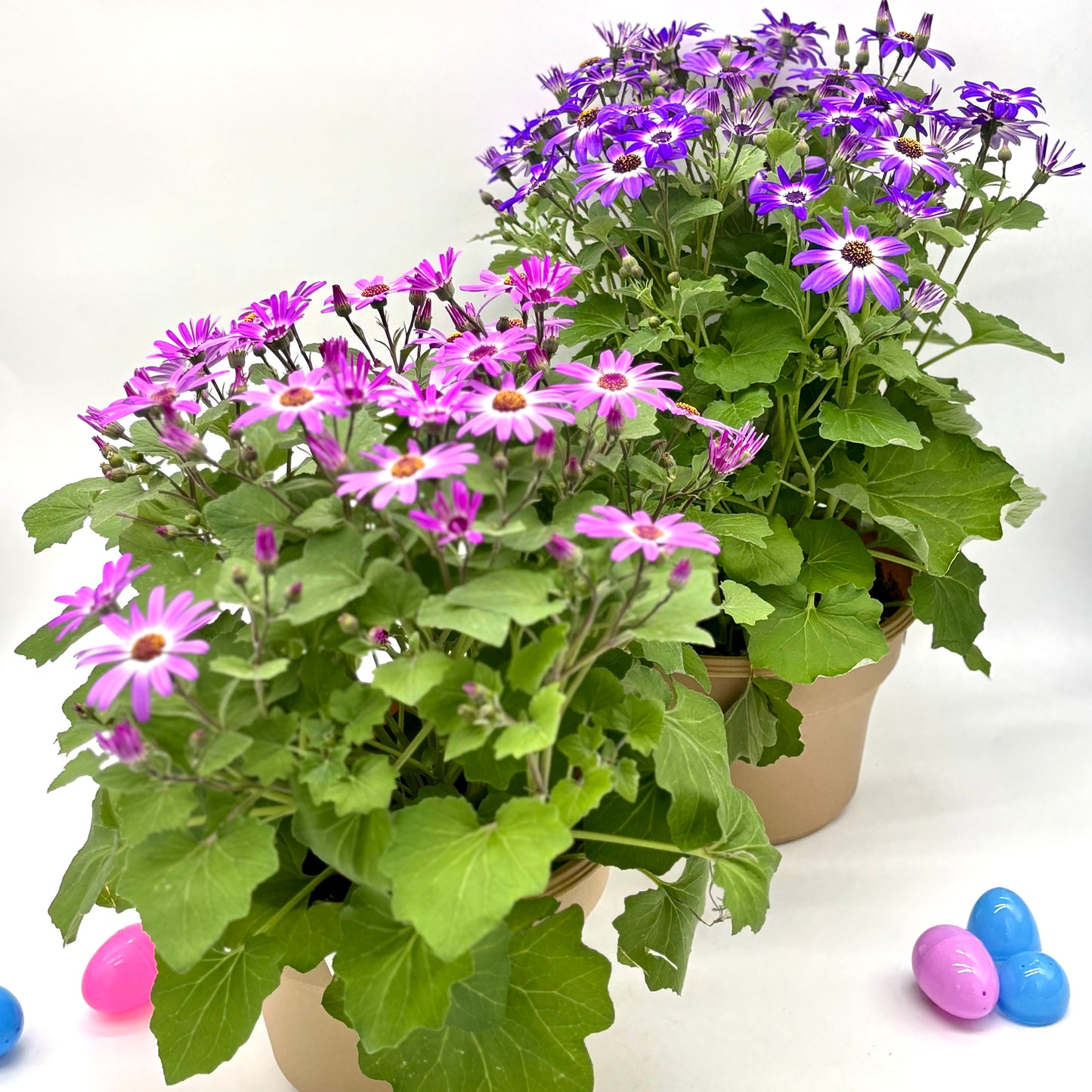 8" Senetti