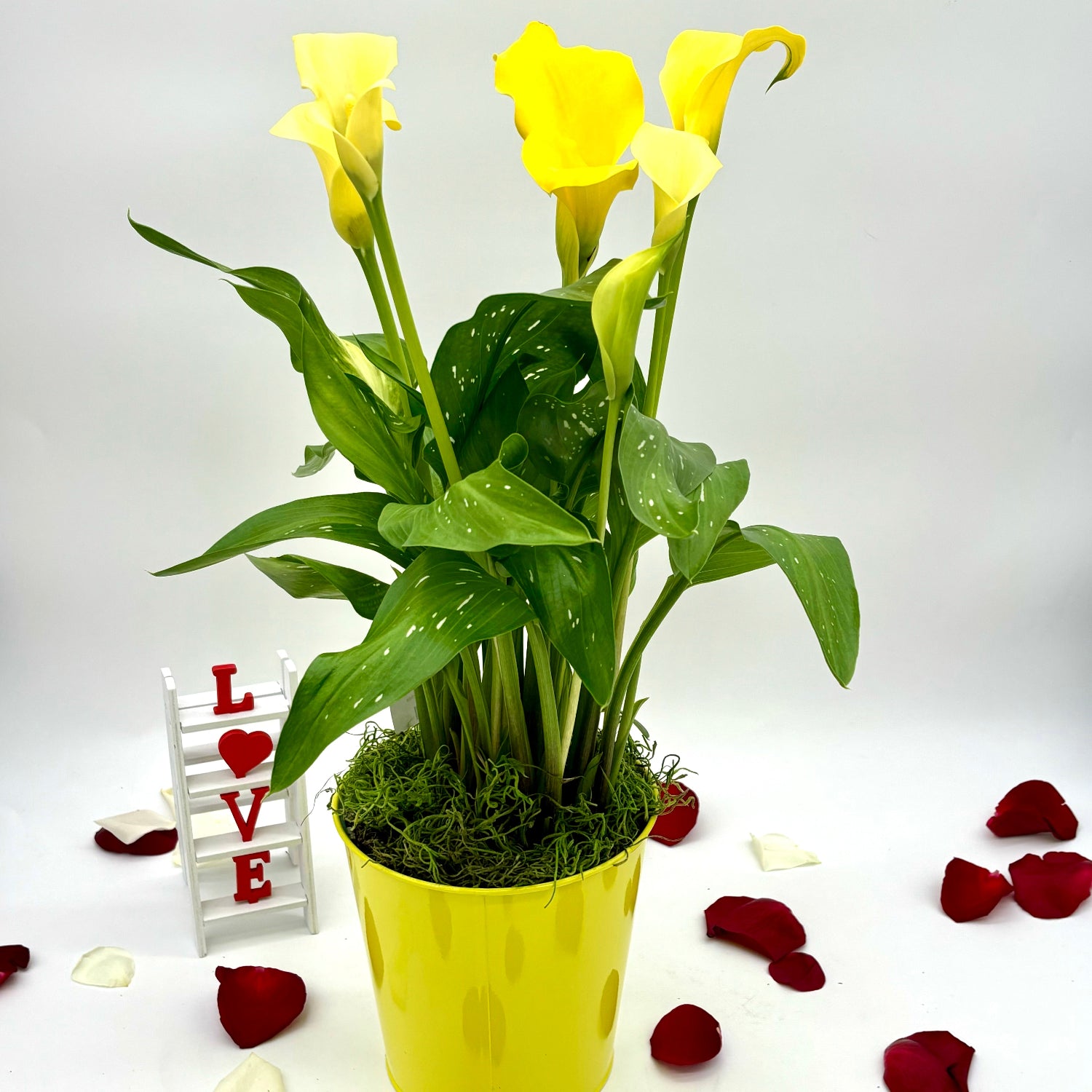 caillou lily flower Calla Lily 6"