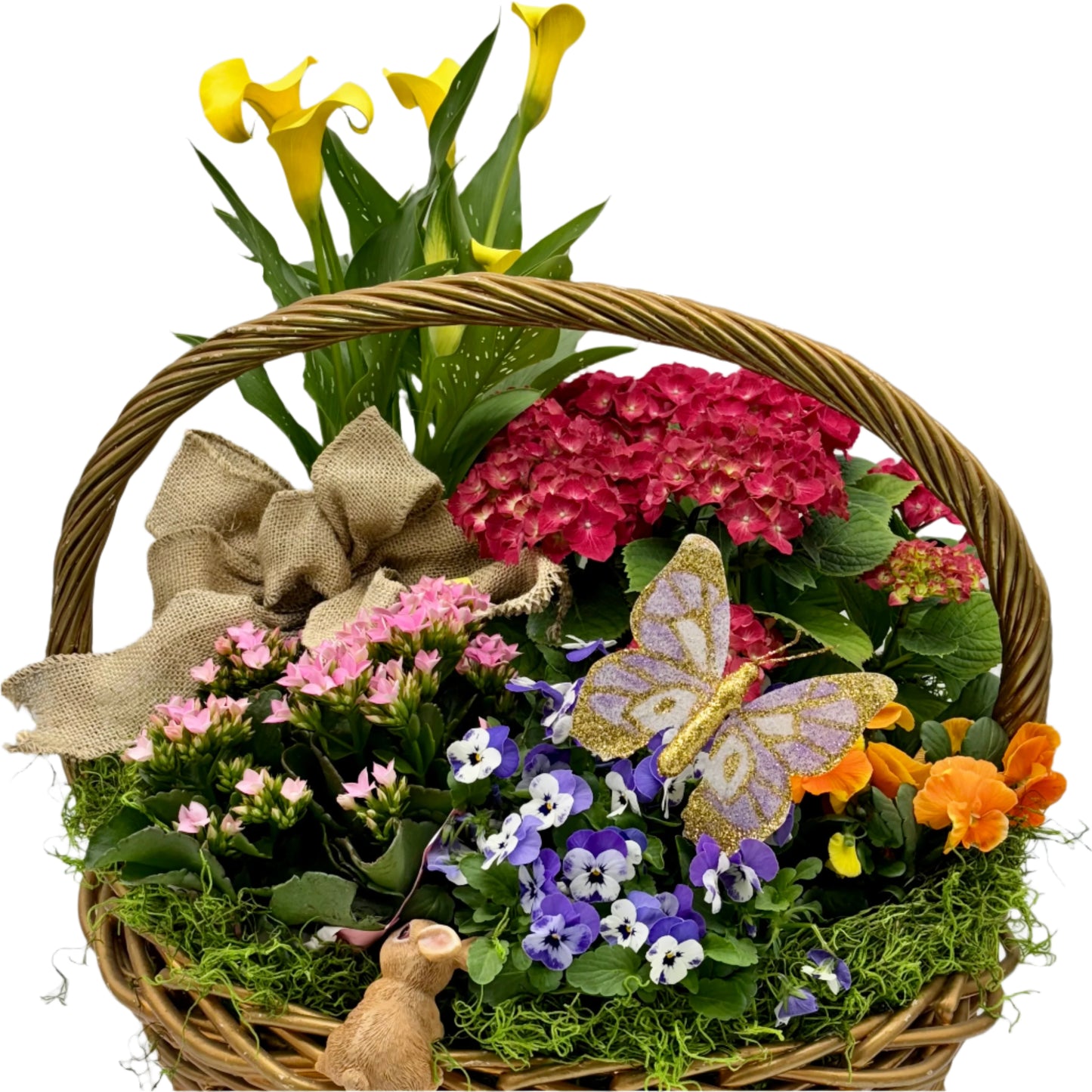 Jumbo Spring Beauty
