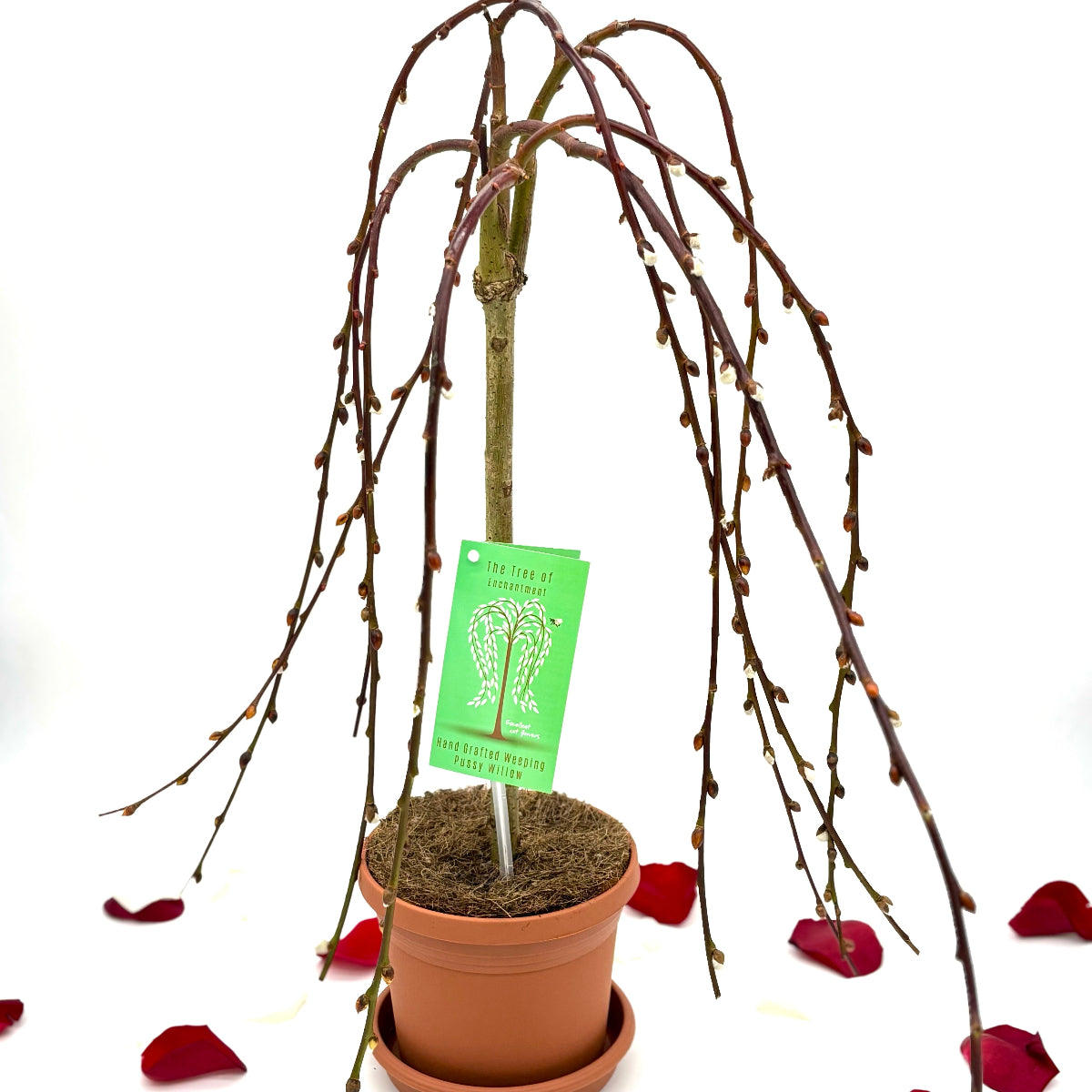 Weeping Pussy Willow