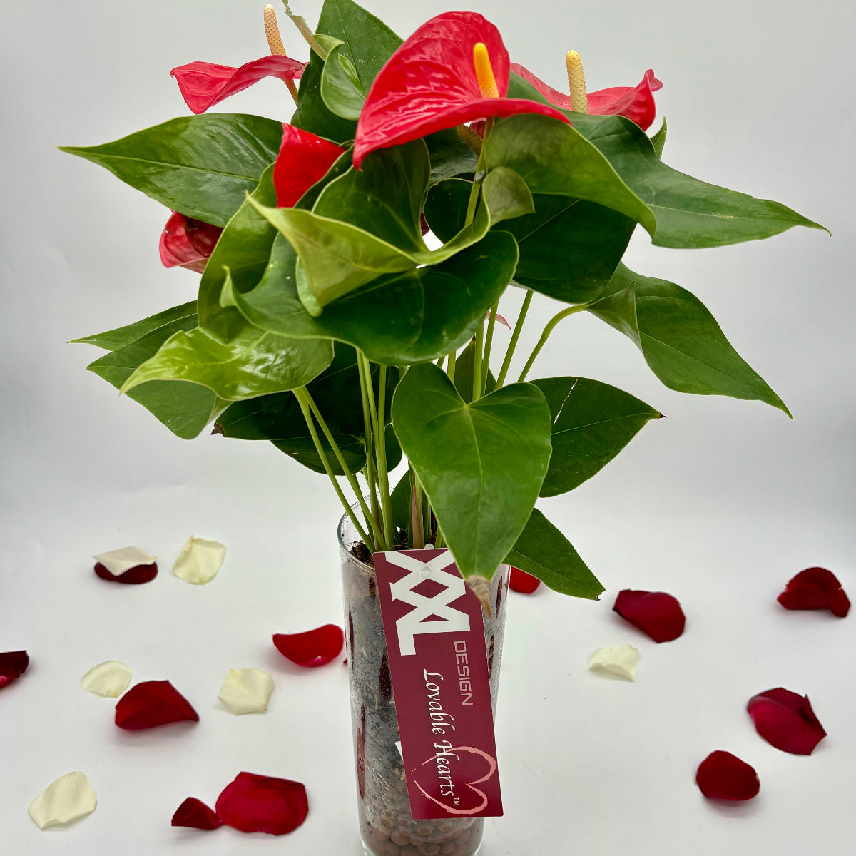 Anthurium in Glass Vase