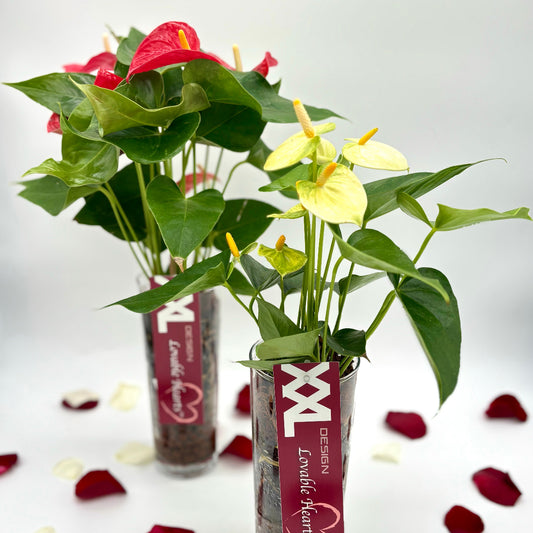 Anthurium in Glass Vase