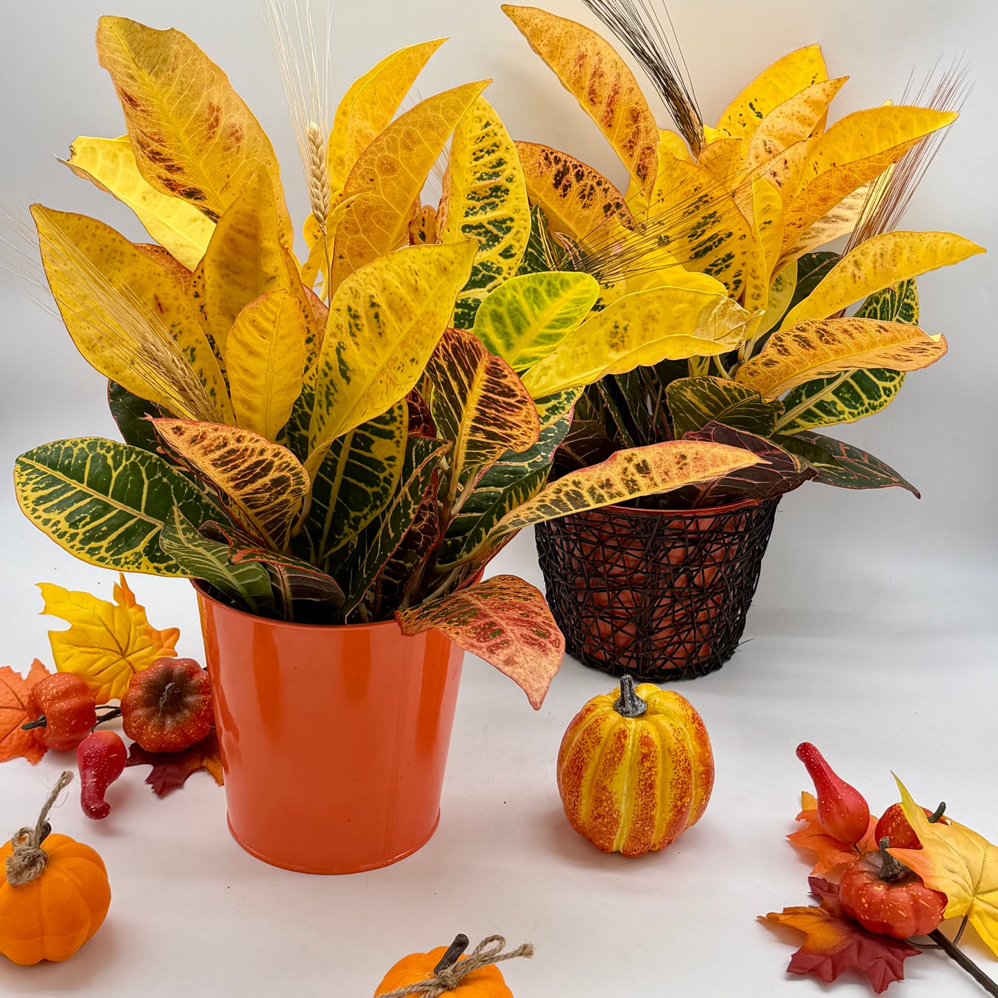 Fall Croton Plant