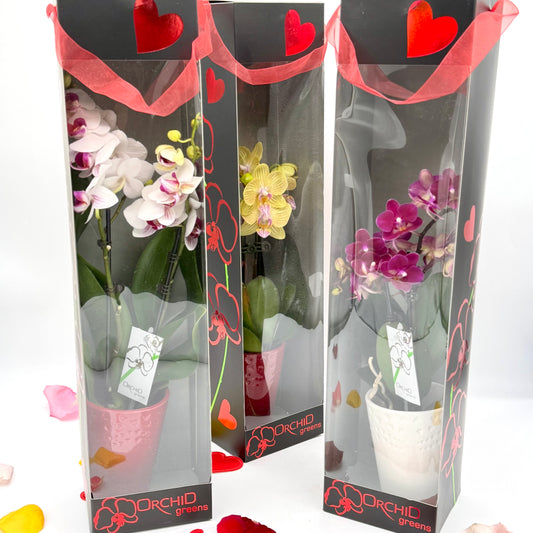 Valentine’s Love Orchid