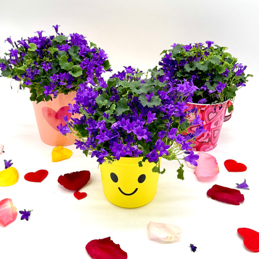 Bellflower Campanula