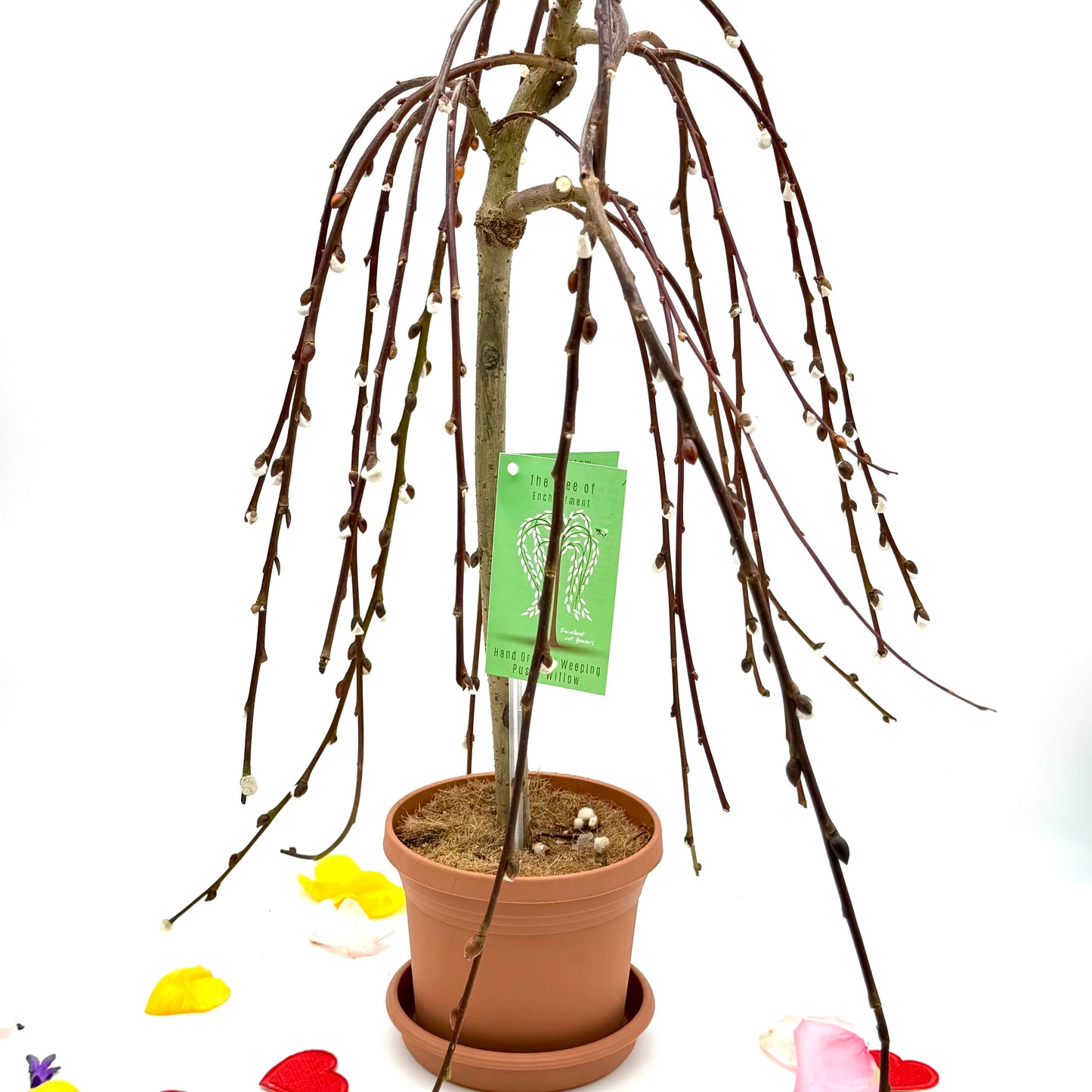 Weeping Pussy Willow