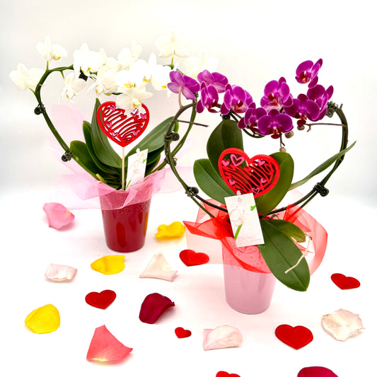 Phalaenopsis Heart Orchid