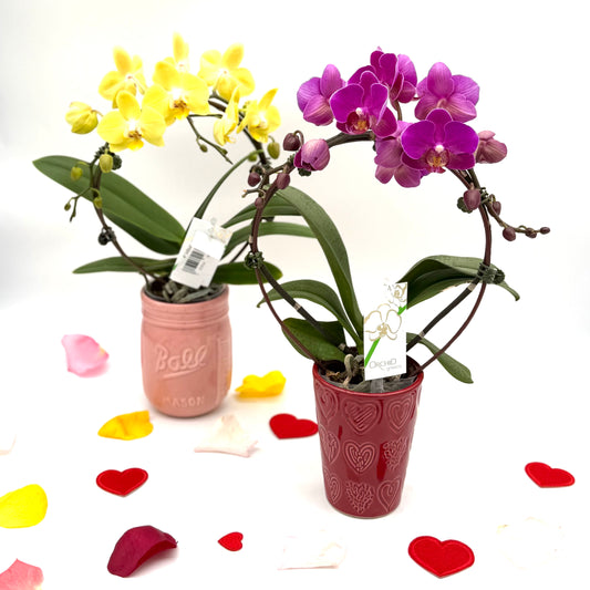 Phalaenopsis Orchid Infinity Circle