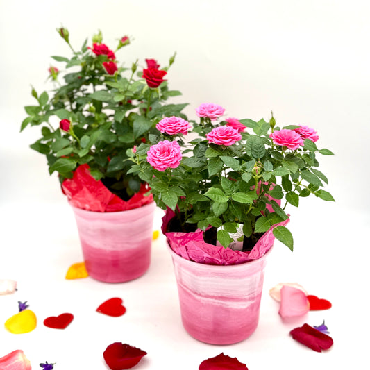 Miniature Roses Plant