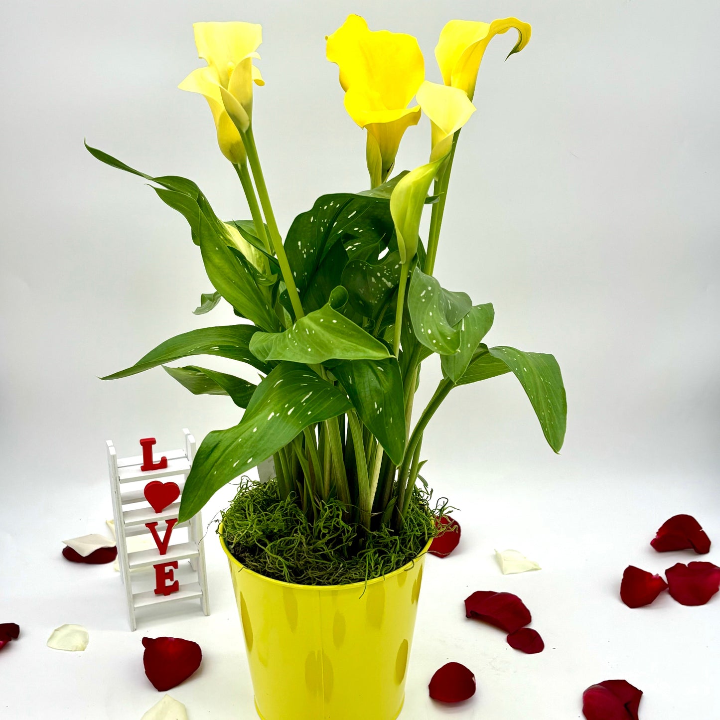 Calla Lily 6"