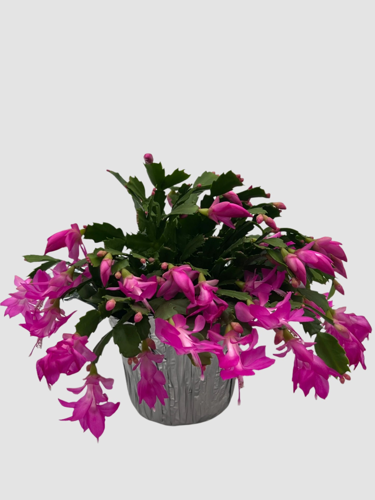 Christmas Cactus