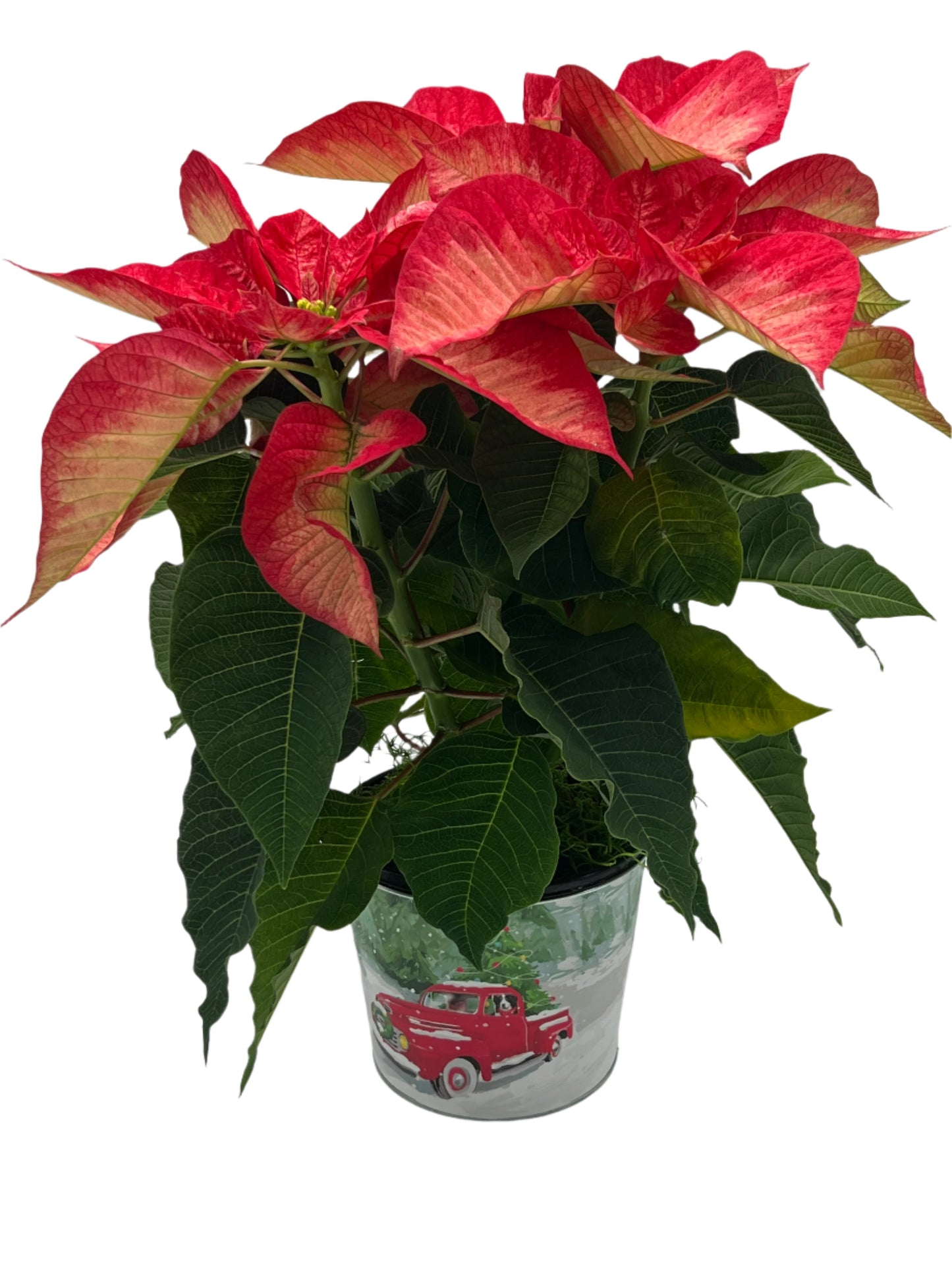 Christmas Poinsettia