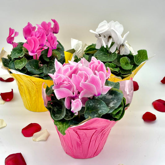 Cyclamen 6"