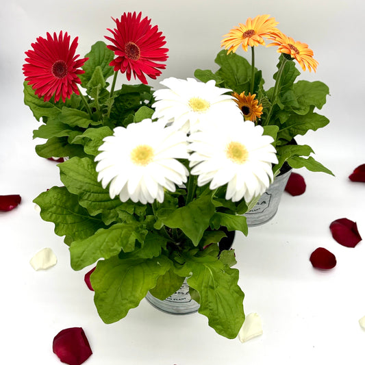 Gerbera Daisy 6"