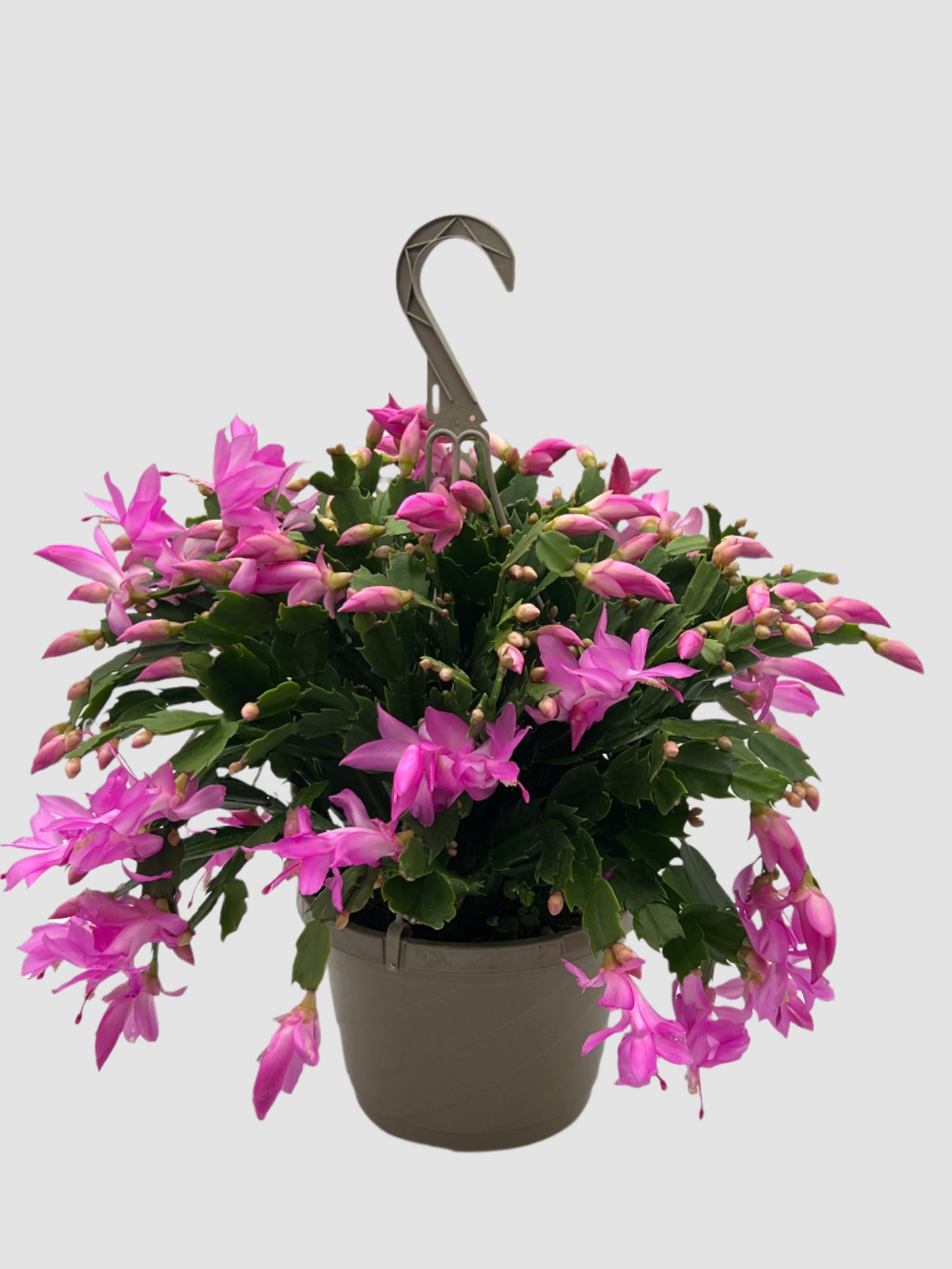 Hanging Christmas Cactus