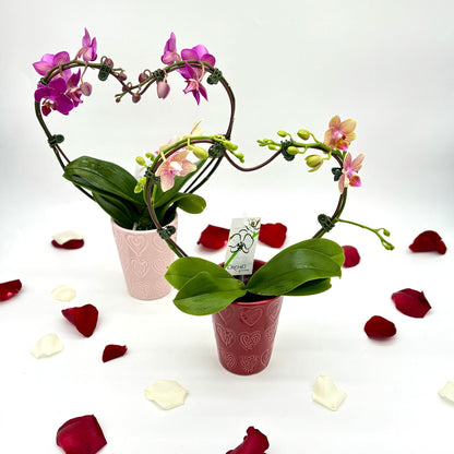 Phalaenopsis Heart Orchid in Ceramic