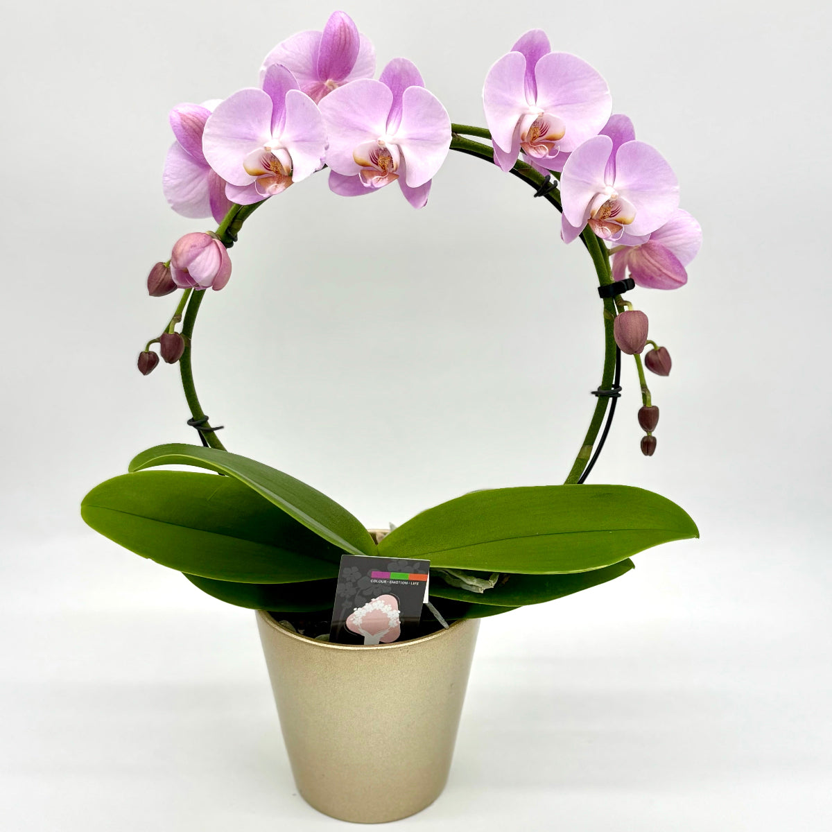 Phalaenopsis Orchid Infinity Circle