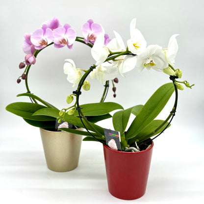 Phalaenopsis Orchid Infinity Circle