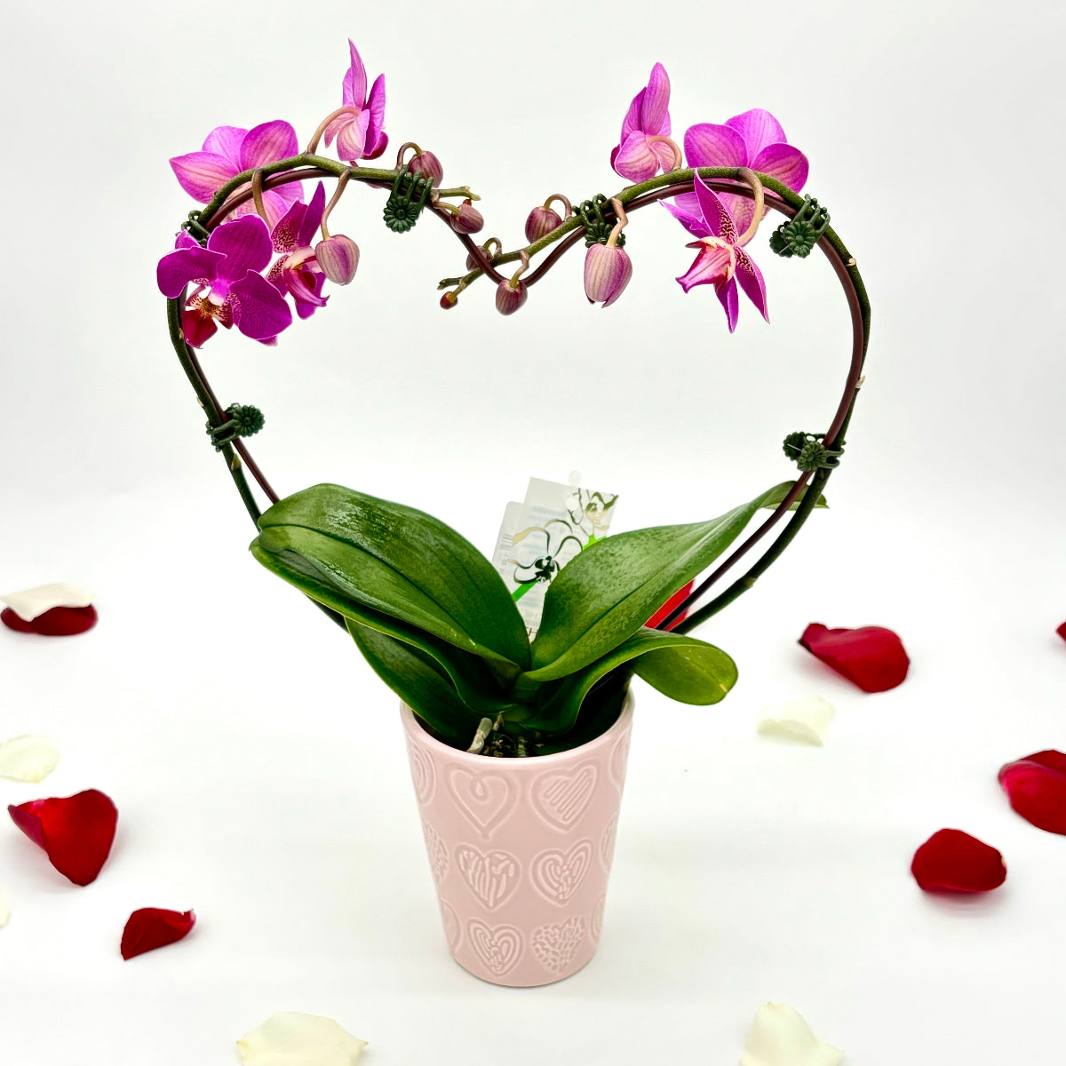 Phalaenopsis Heart Orchid in Ceramic