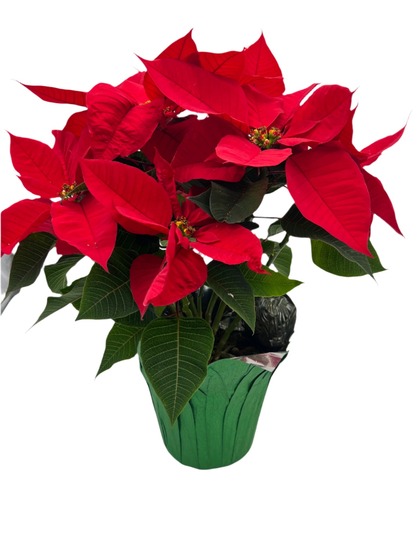 Poinsettia - Red